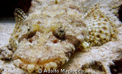 
Smiling Croc !! by Adolfo Maciocco 